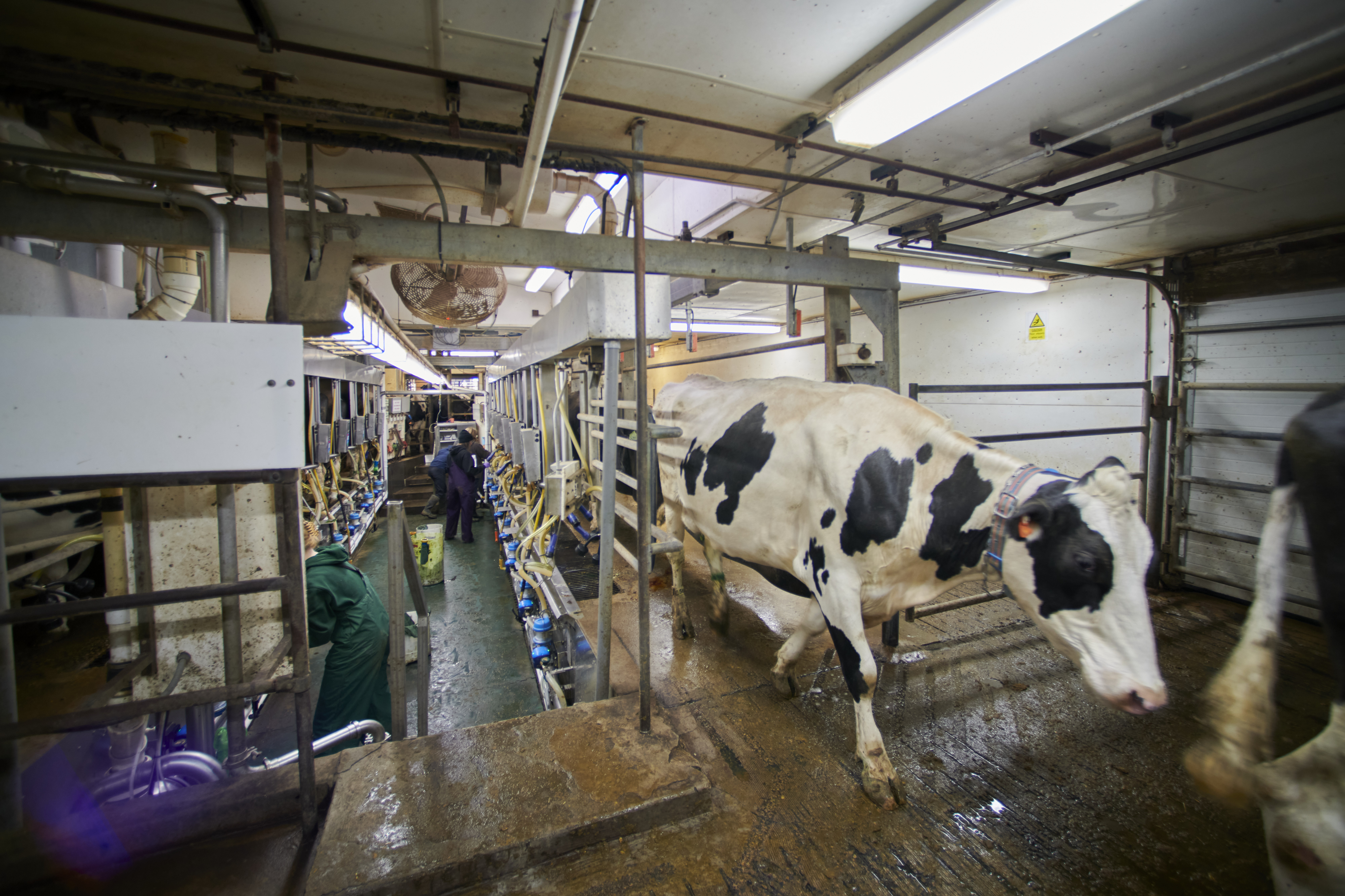 Dairy cow in the milking parlor at the current MSU Rendering of the future feed center at the new Dairy Cattle Teaching and Research Center.